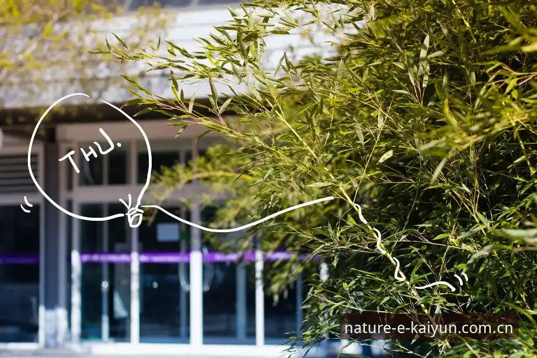 开云体育官网书写自然的澎湃评测最新动态：从下载到赛程数据全流程解析